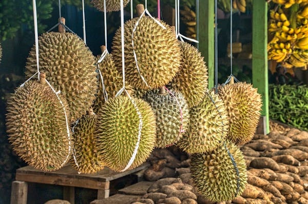the Exquisite Taste of Mao Shan Wang Durian