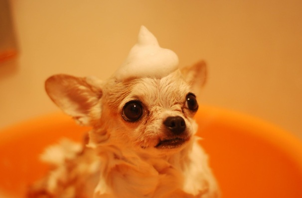 Ways to Make Bath Time Easier for Your Cat or Dog