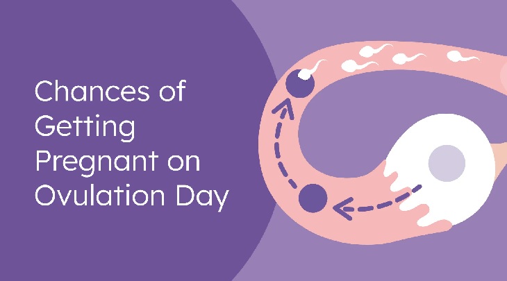ovulation and pregnancy chance